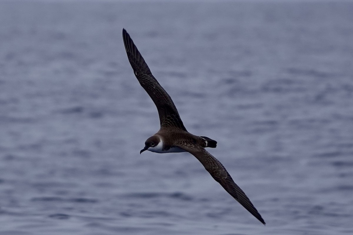 Great Shearwater - ML623564482