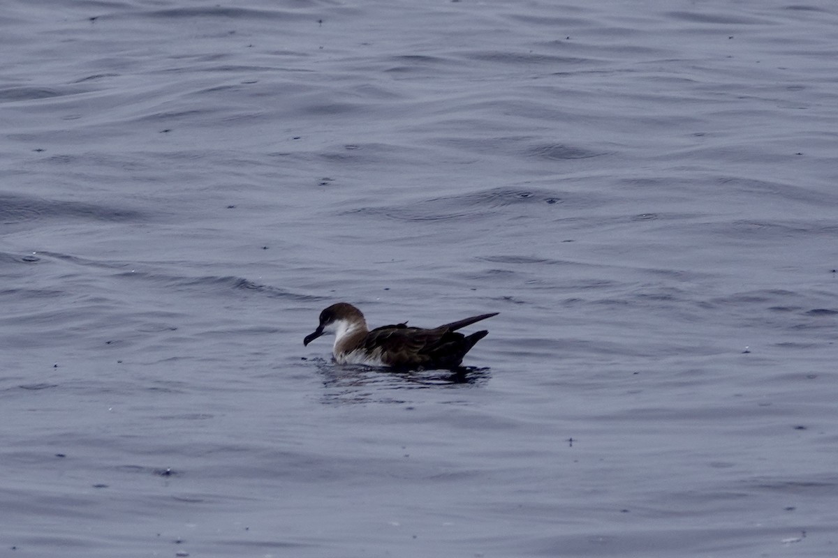 Great Shearwater - ML623564484