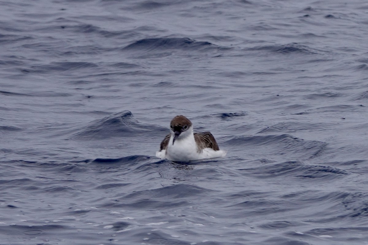 Great Shearwater - ML623564486