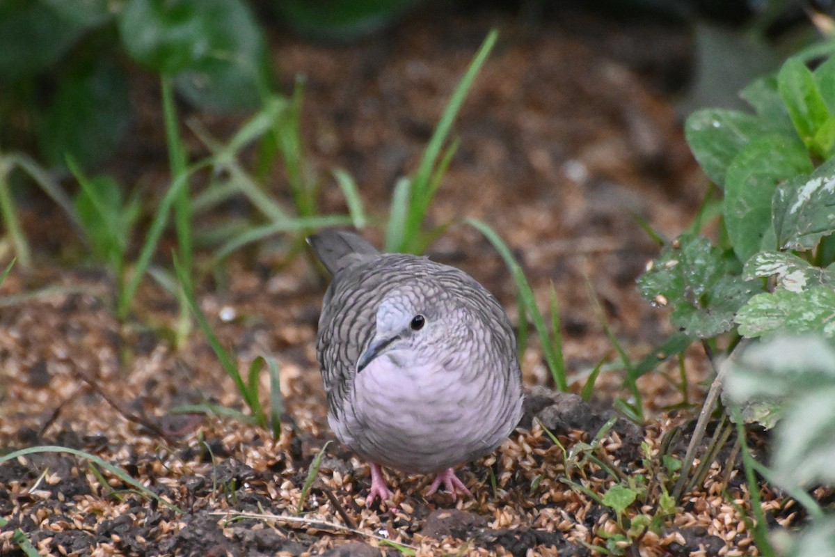 Inca Dove - ML623564500