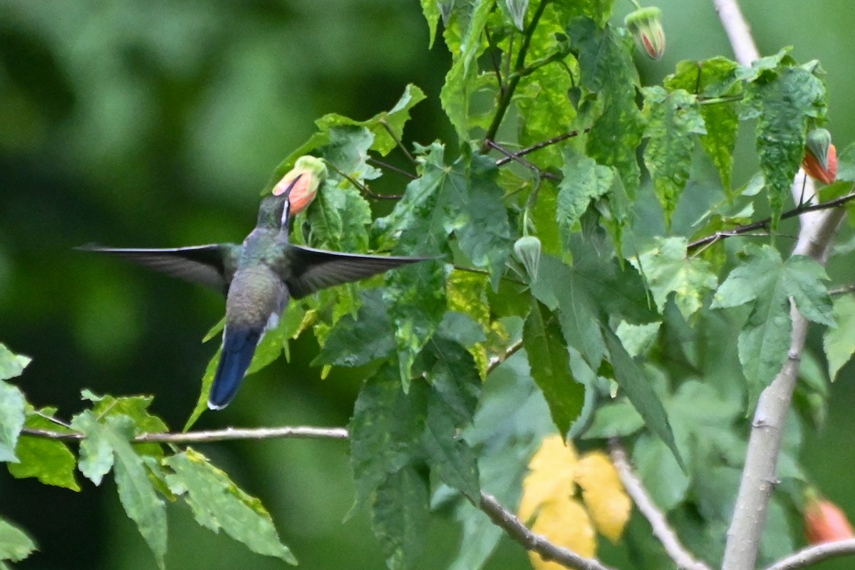 Blue-throated Mountain-gem - ML623564521