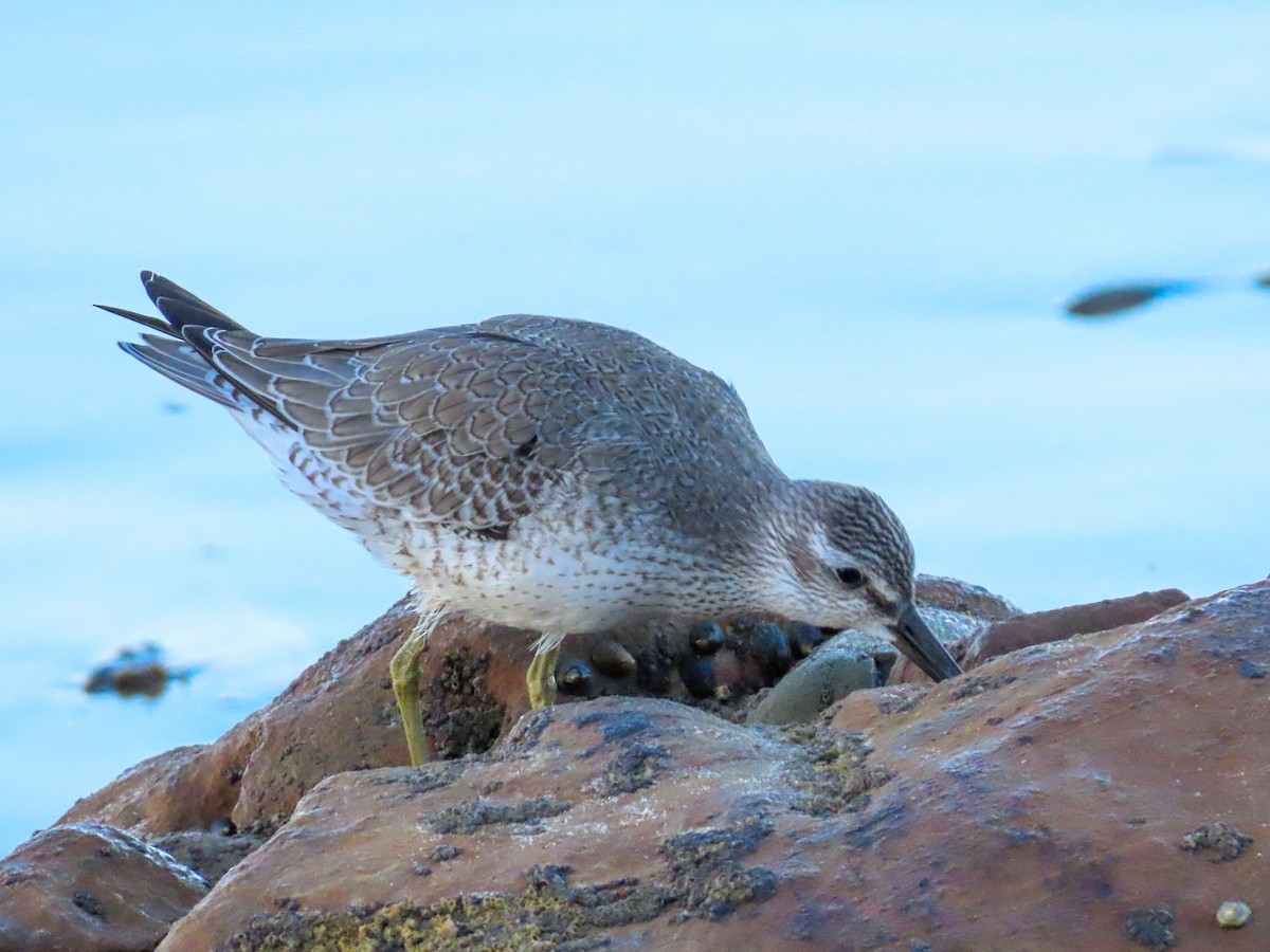 Red Knot - ML623564538