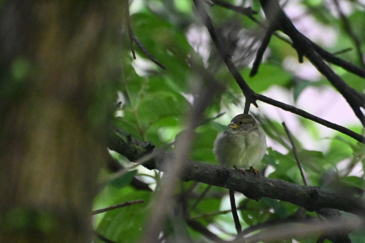 House Sparrow - ML623564544