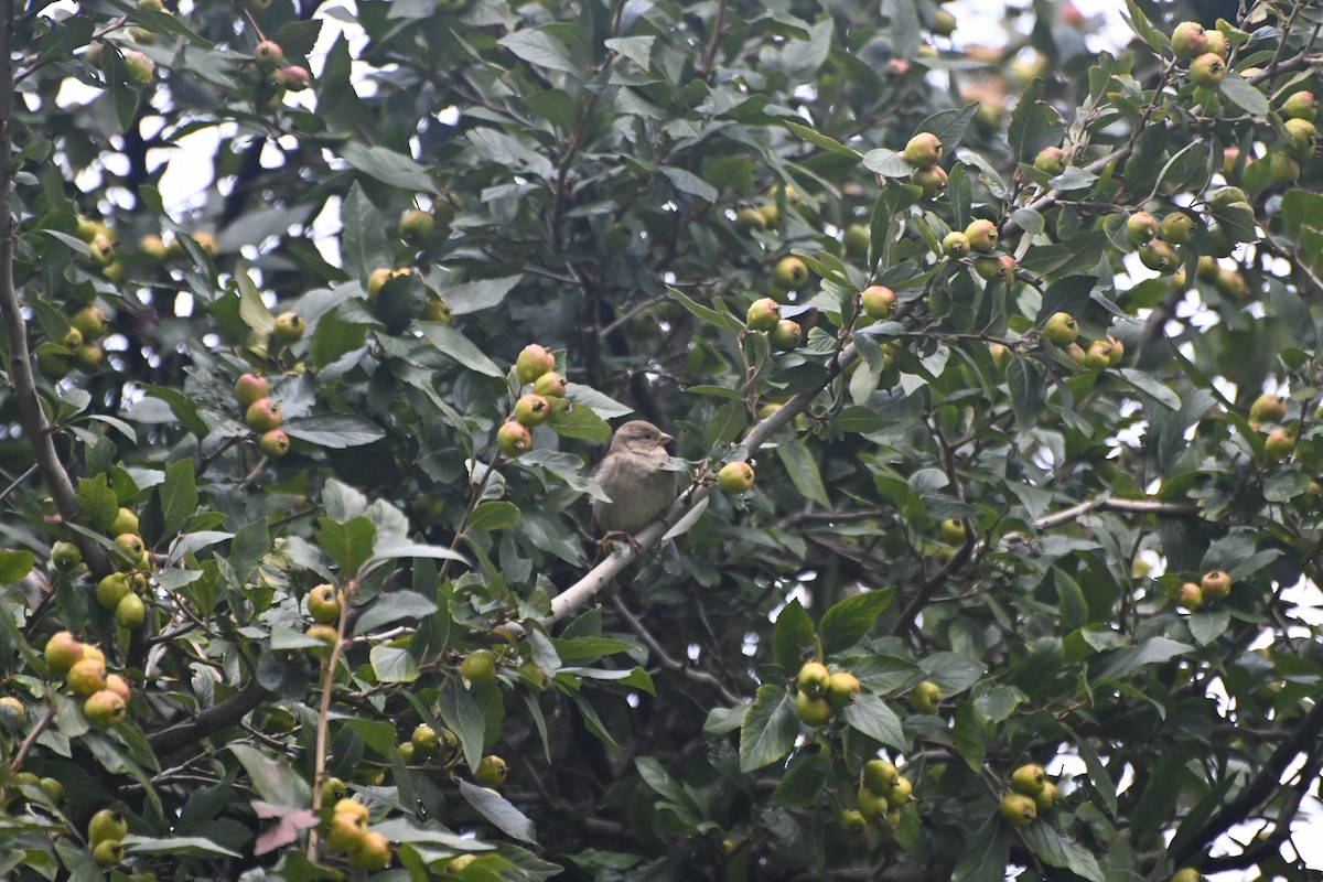 House Sparrow - Valeria Hernández Campos