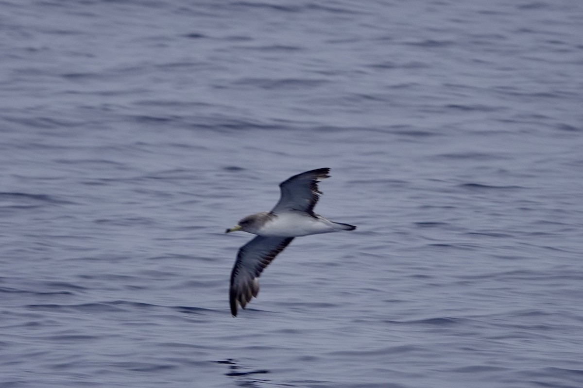 Cory's Shearwater - ML623564551