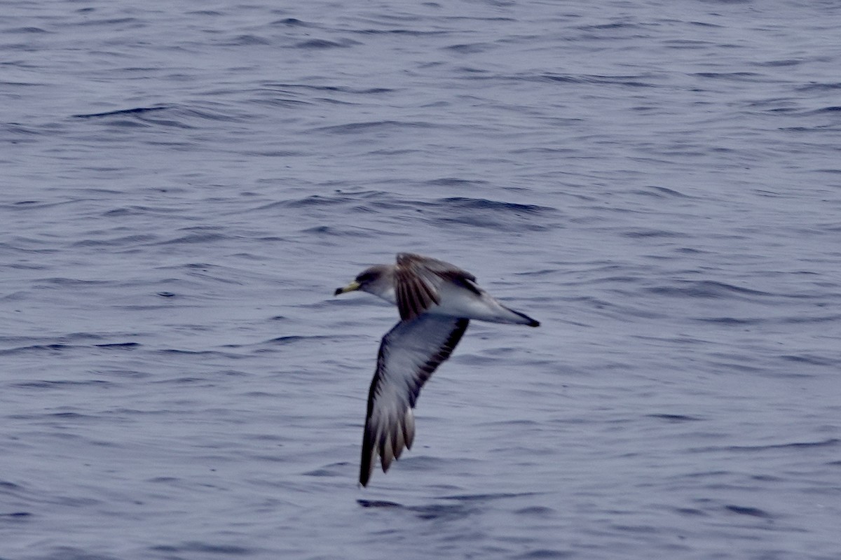 Cory's Shearwater - ML623564552