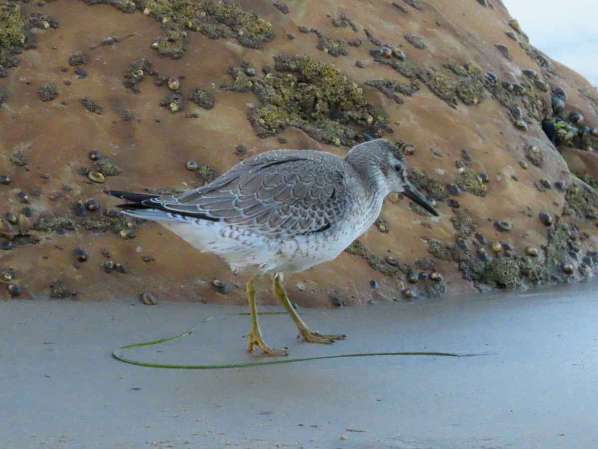 Red Knot - ML623564558