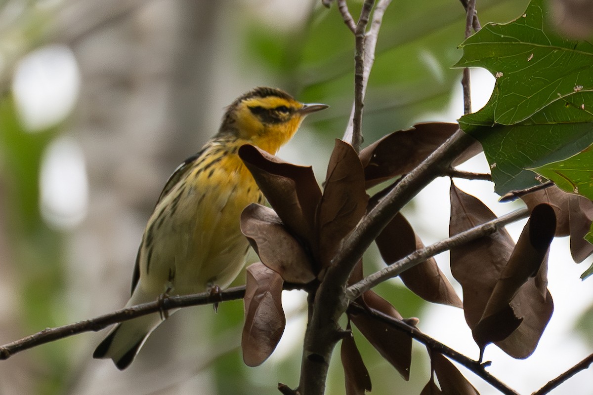 Blackburnian Warbler - ML623564582