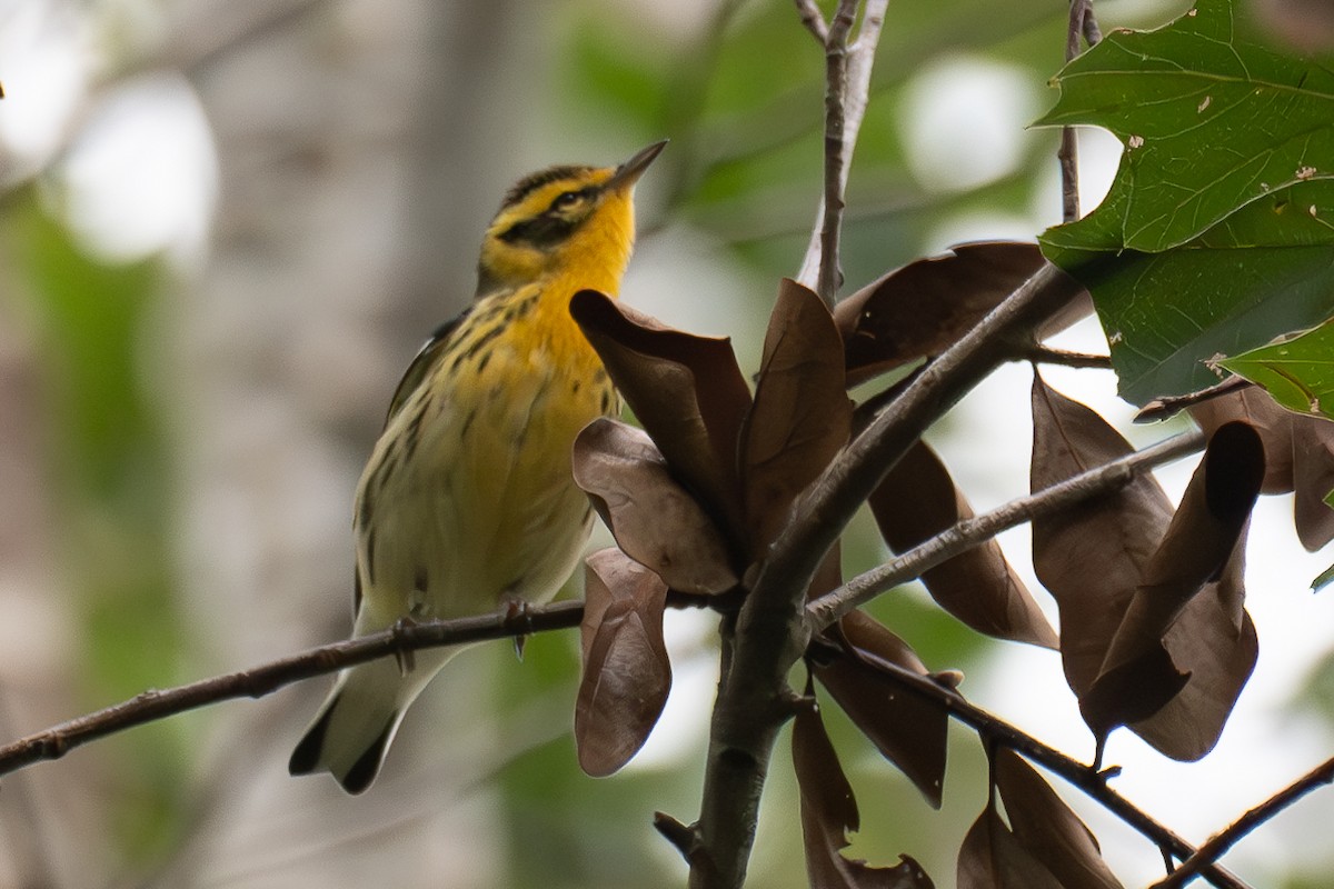 Blackburnian Warbler - ML623564583