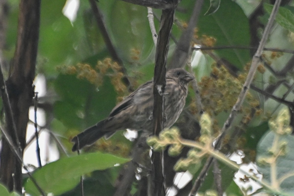 House Finch - Valeria Hernández Campos