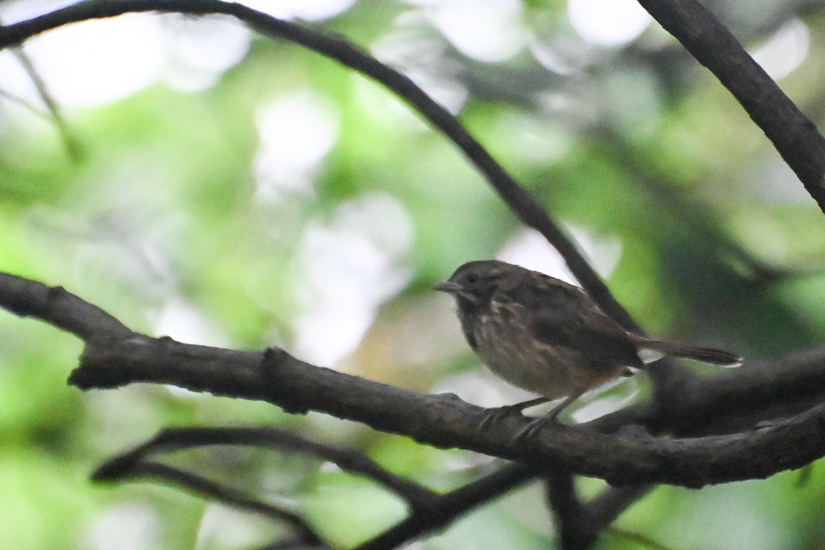 Song Sparrow - ML623564612