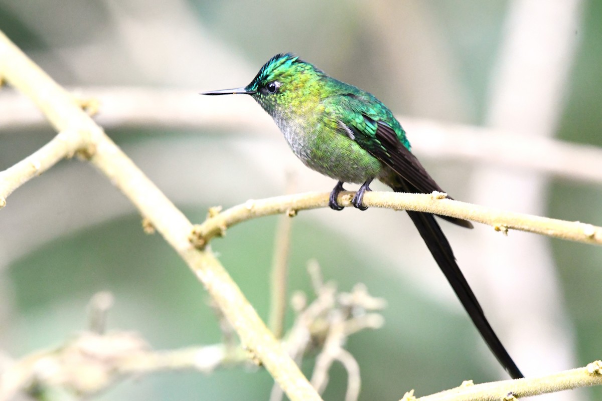 Long-tailed Sylph - ML623564631