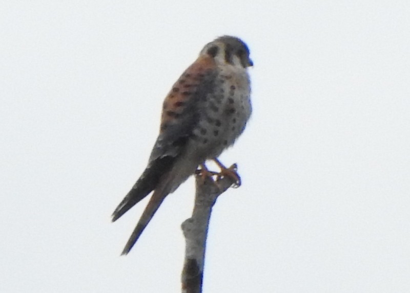 American Kestrel - ML623564677