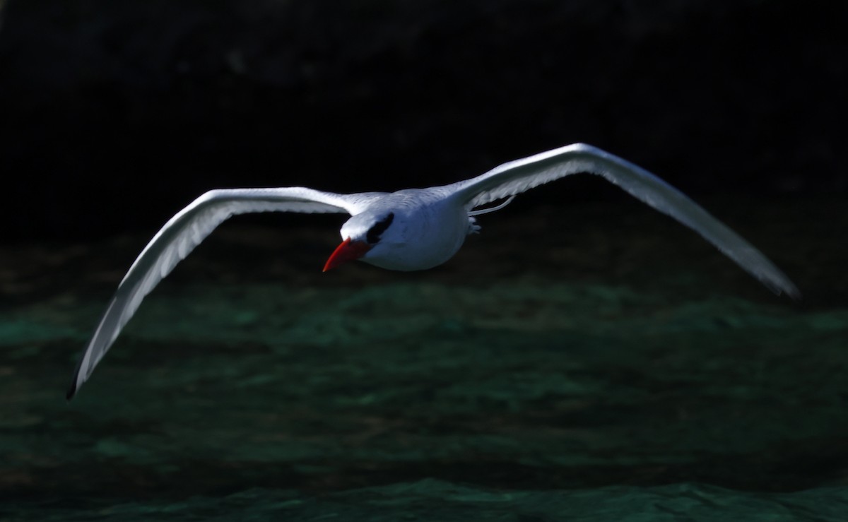 Red-billed Tropicbird - ML623564688