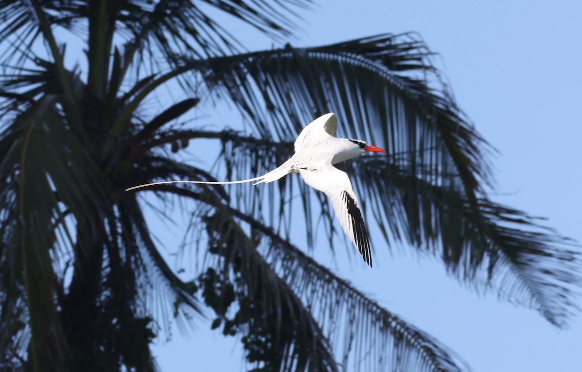 Red-billed Tropicbird - ML623564690