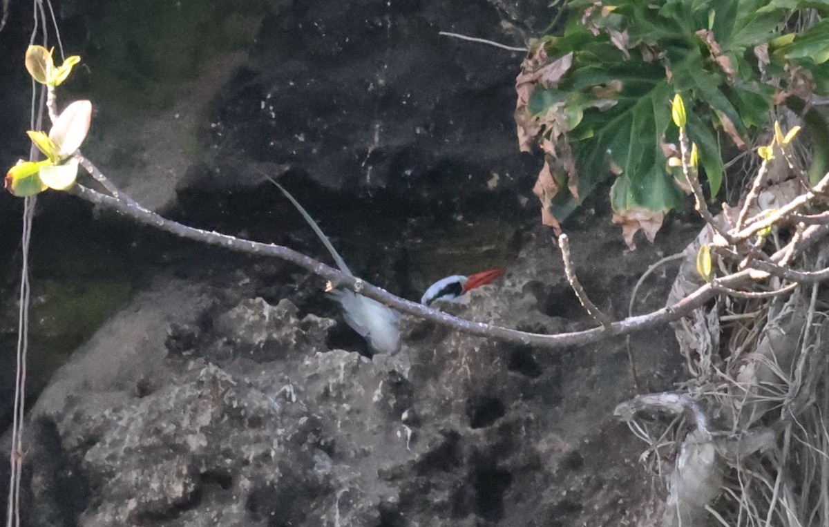 Red-billed Tropicbird - ML623564695