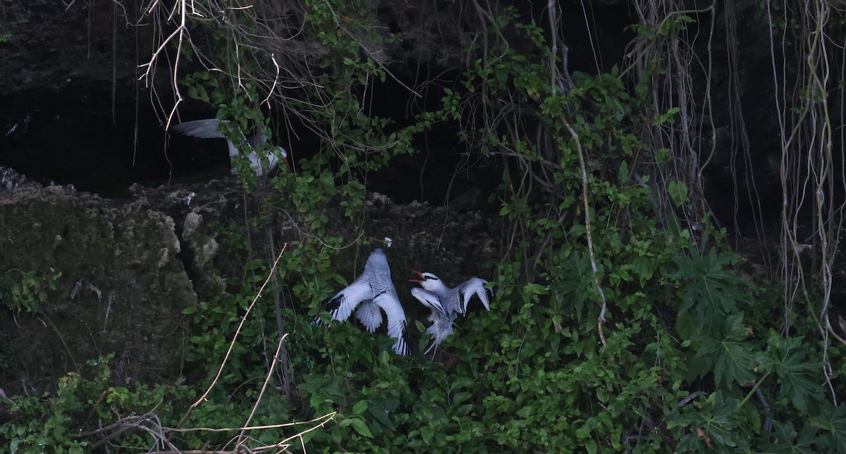 Red-billed Tropicbird - ML623564696