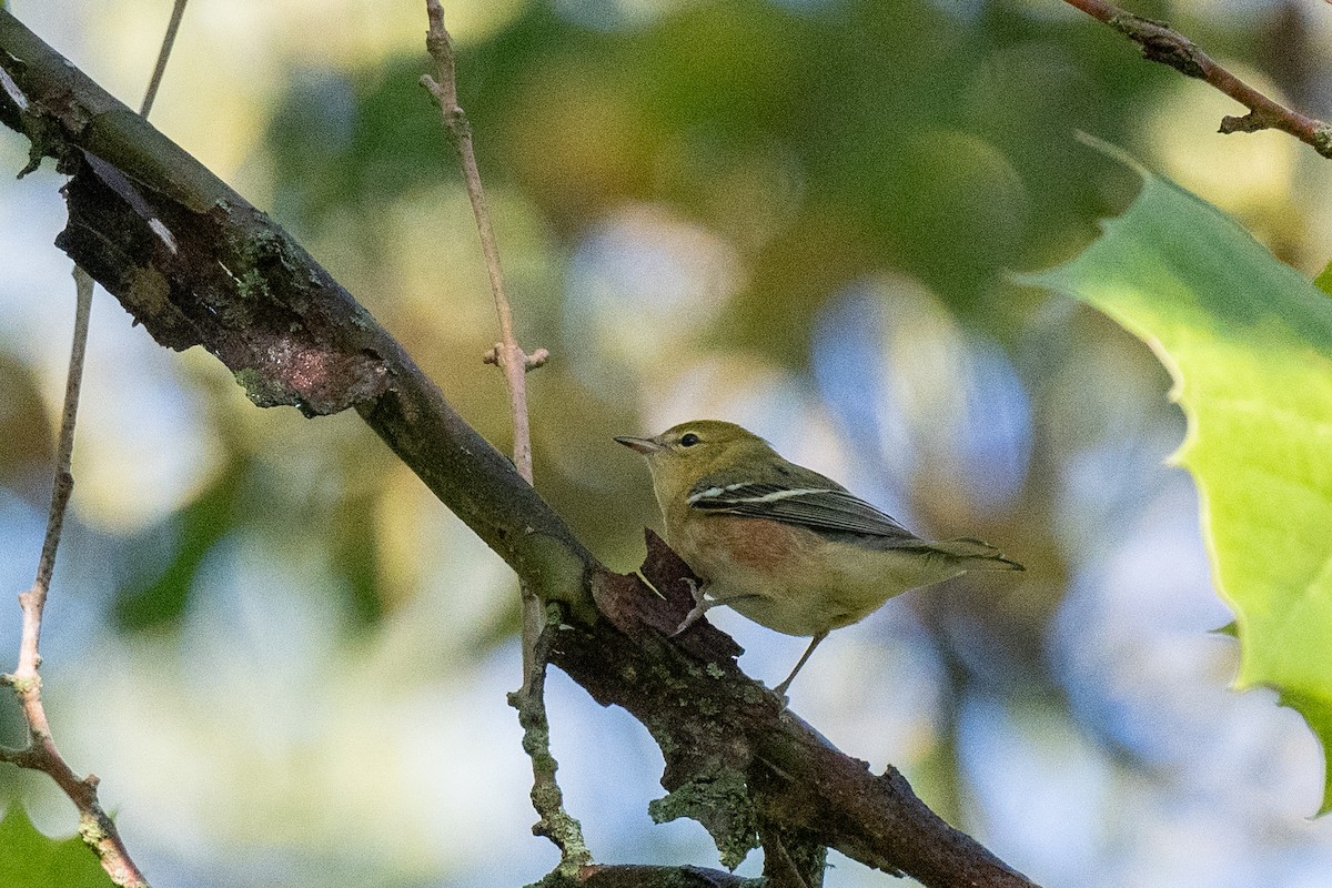 Bay-breasted Warbler - ML623564706