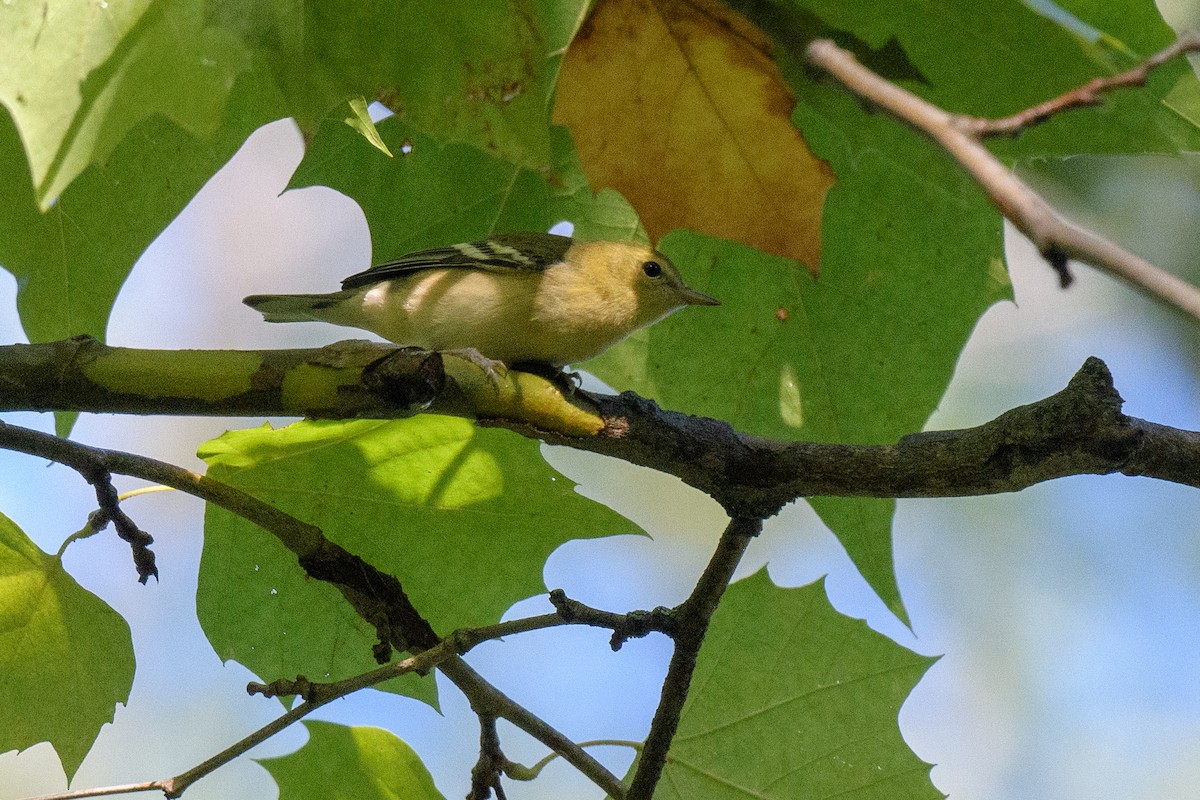 Bay-breasted Warbler - ML623564707