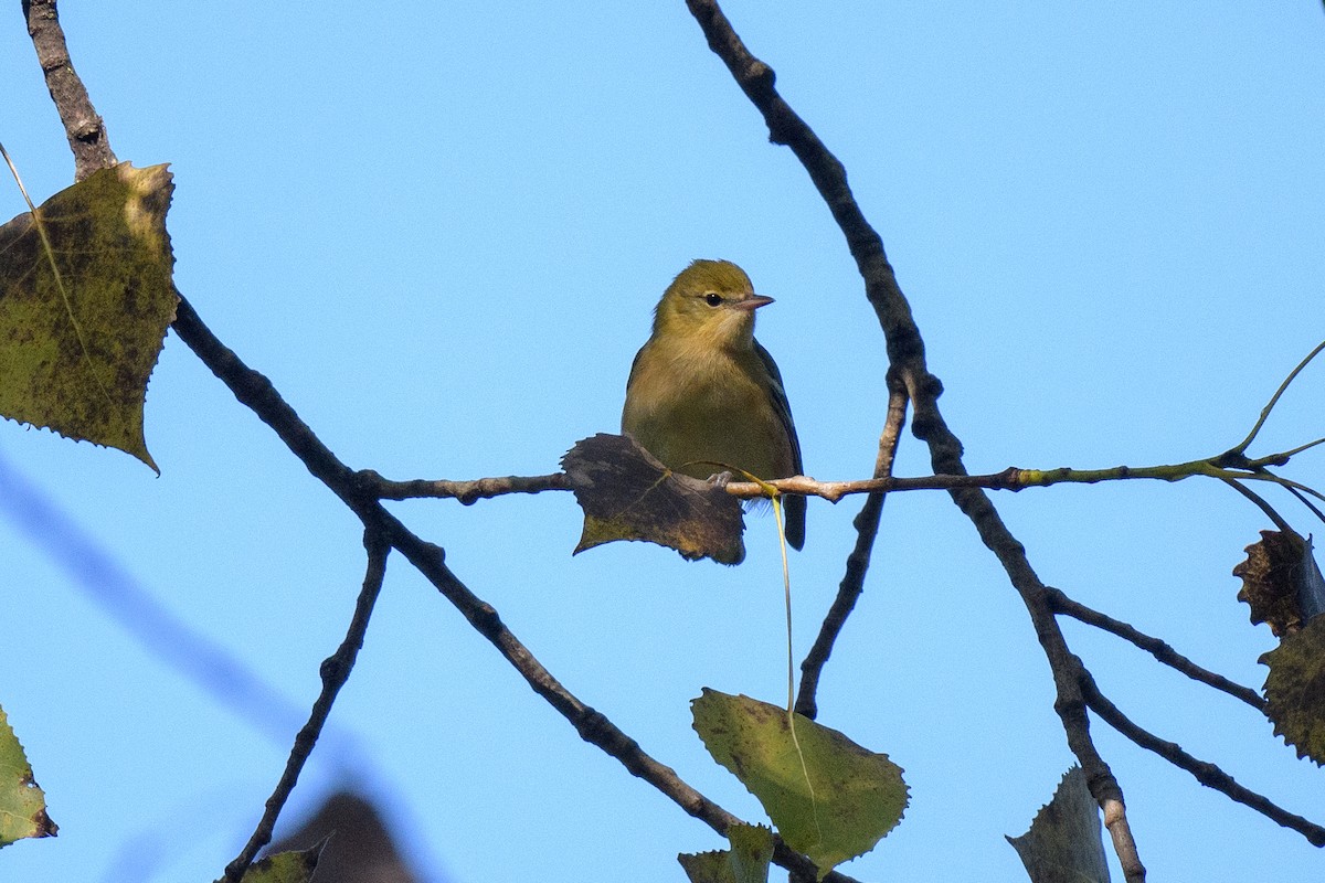 Bay-breasted Warbler - ML623564708