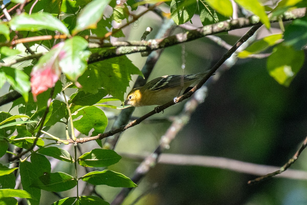 Bay-breasted Warbler - ML623564709