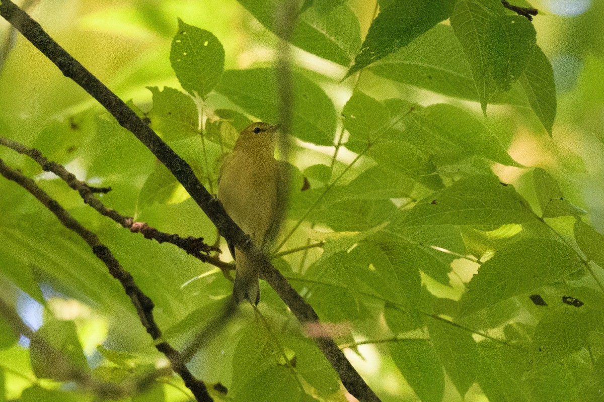 Bay-breasted Warbler - ML623564710