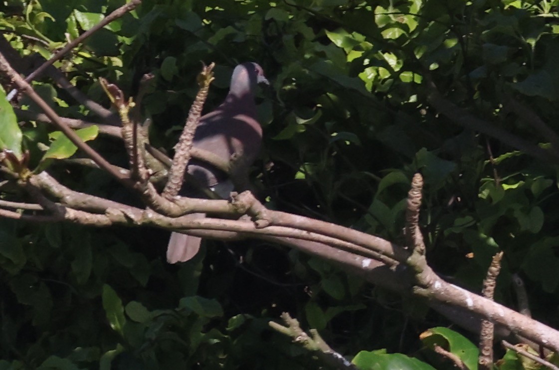 Pale-vented Pigeon - ML623564713