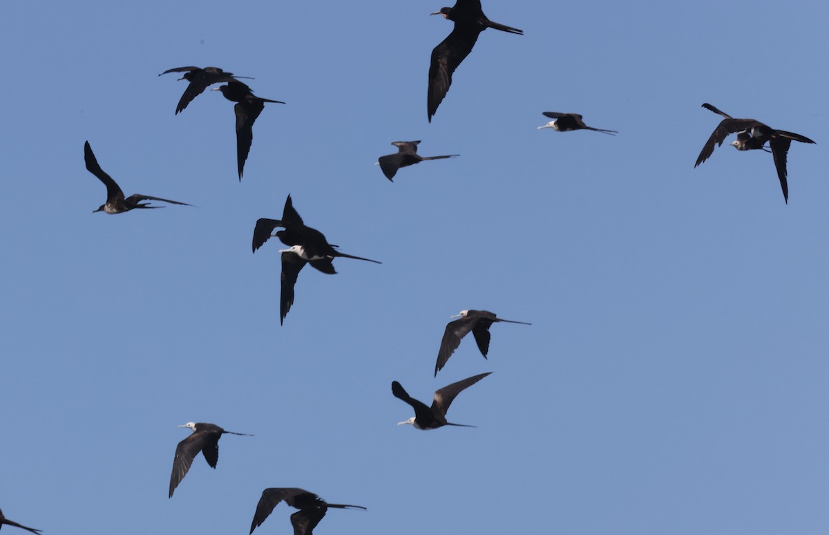 Magnificent Frigatebird - ML623564724