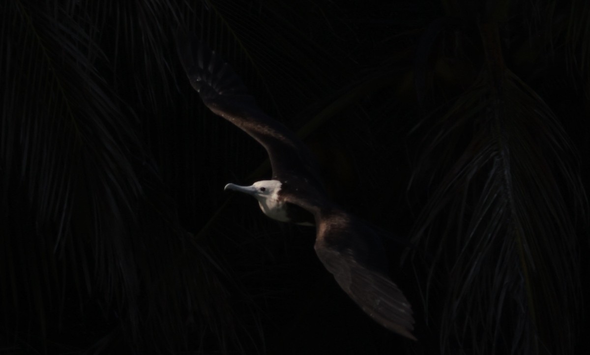 Magnificent Frigatebird - ML623564725