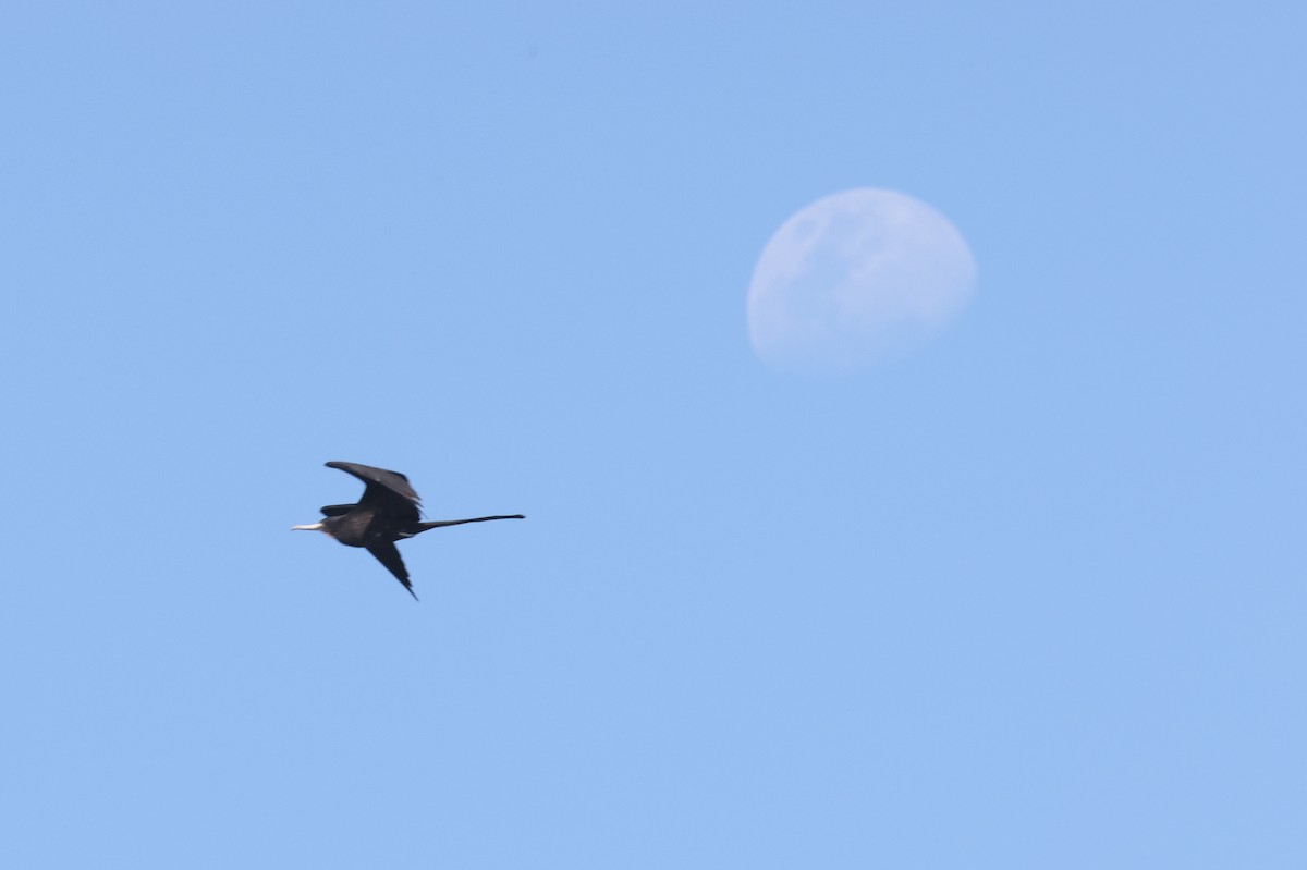 Magnificent Frigatebird - ML623564726