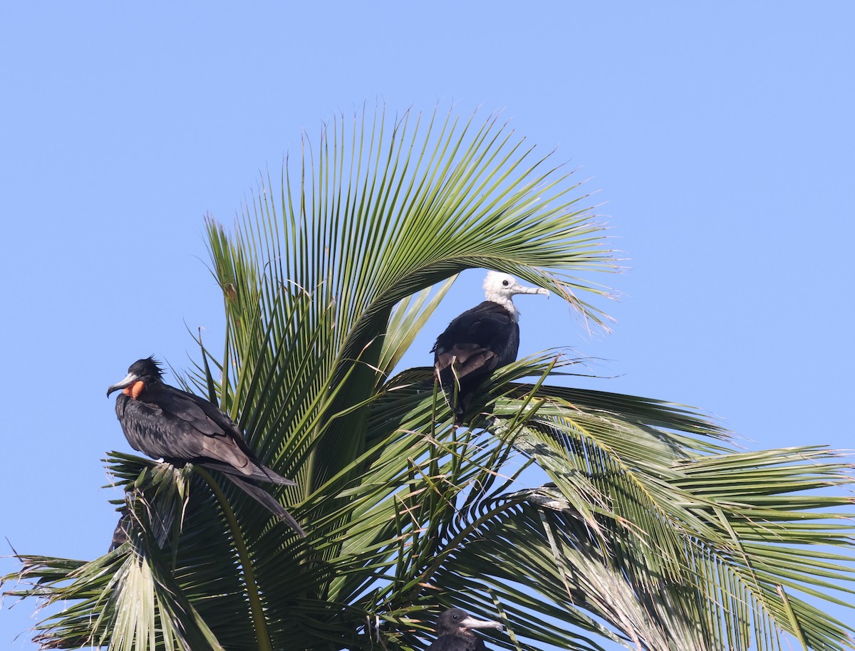 Magnificent Frigatebird - Sea Williams