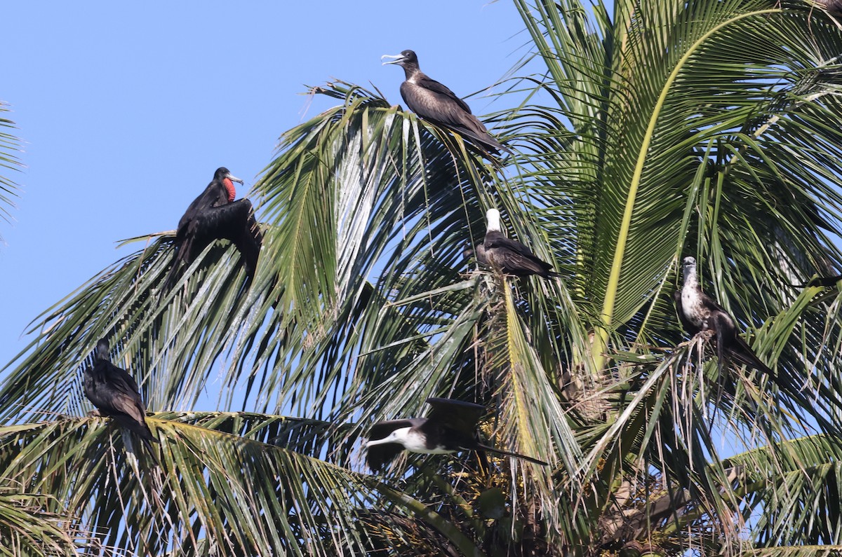 Magnificent Frigatebird - ML623564730