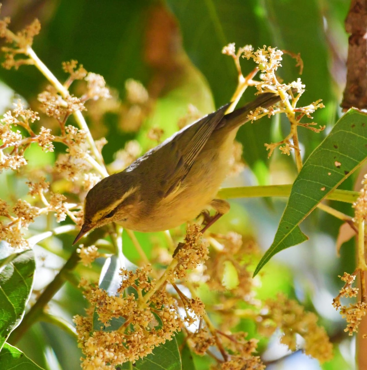 Mosquitero de Tickell/de Quinghai - ML623564801