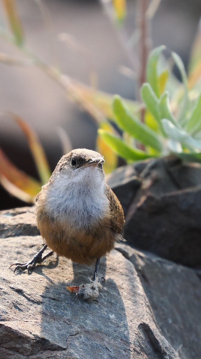 Canyon Wren - ML623564845