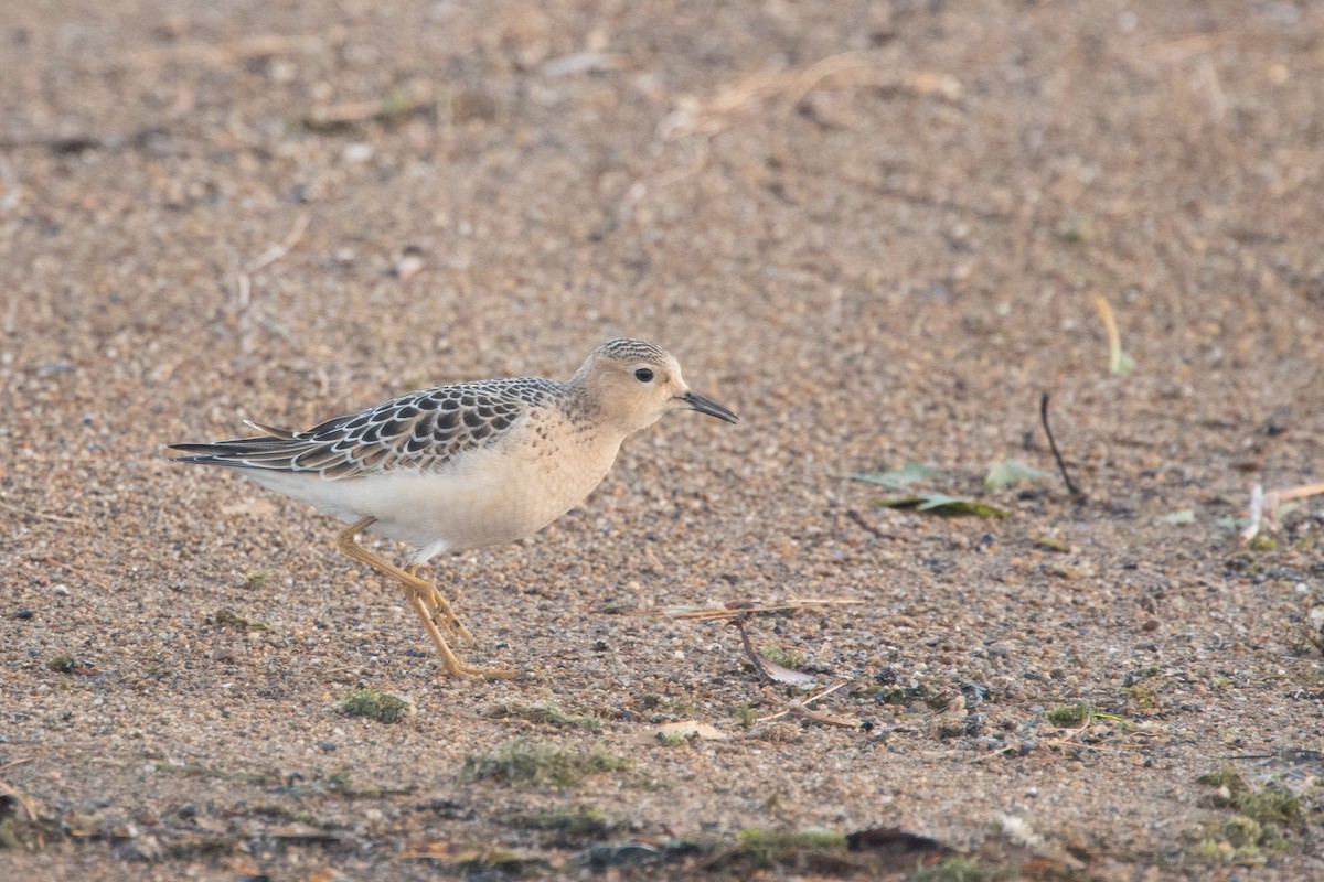 Buff-breasted Sandpiper - ML623564882