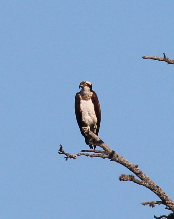 Balbuzard pêcheur (haliaetus) - ML623564910