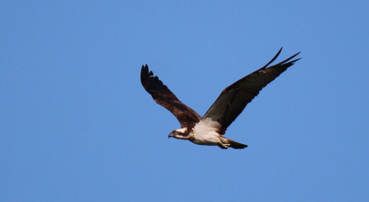 Balbuzard pêcheur (haliaetus) - ML623564911