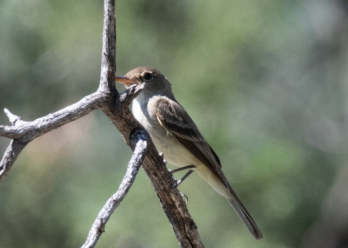 Gray/Dusky Flycatcher - ML623564924