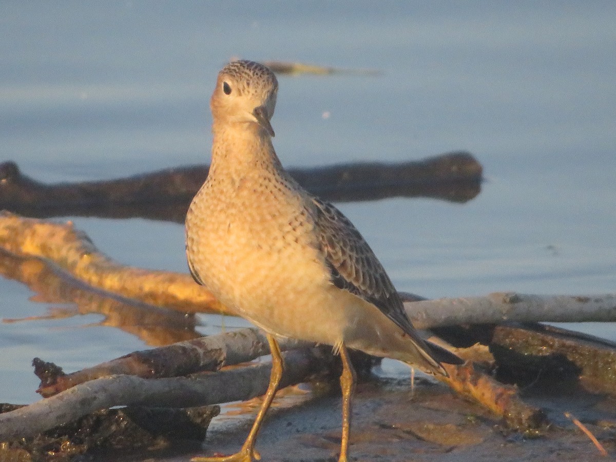 Buff-breasted Sandpiper - Ken Wat