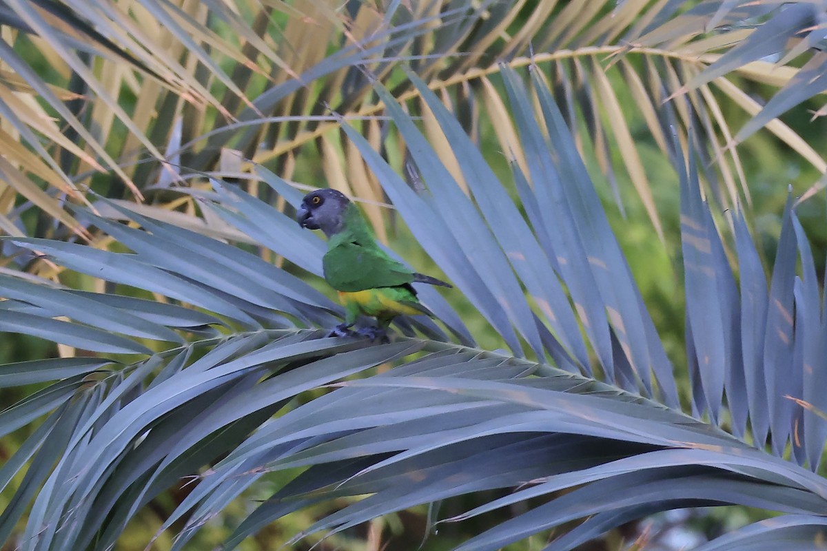 Senegal Parrot - ML623564974