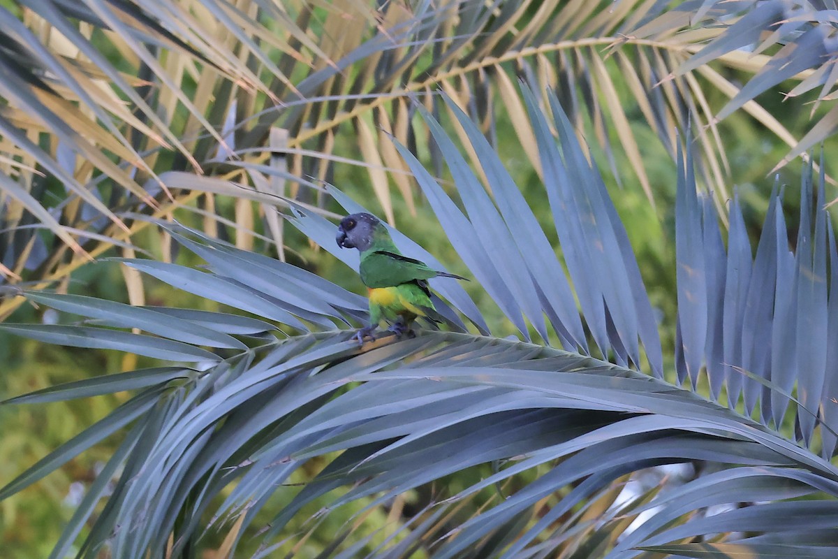 Senegal Parrot - ML623564975