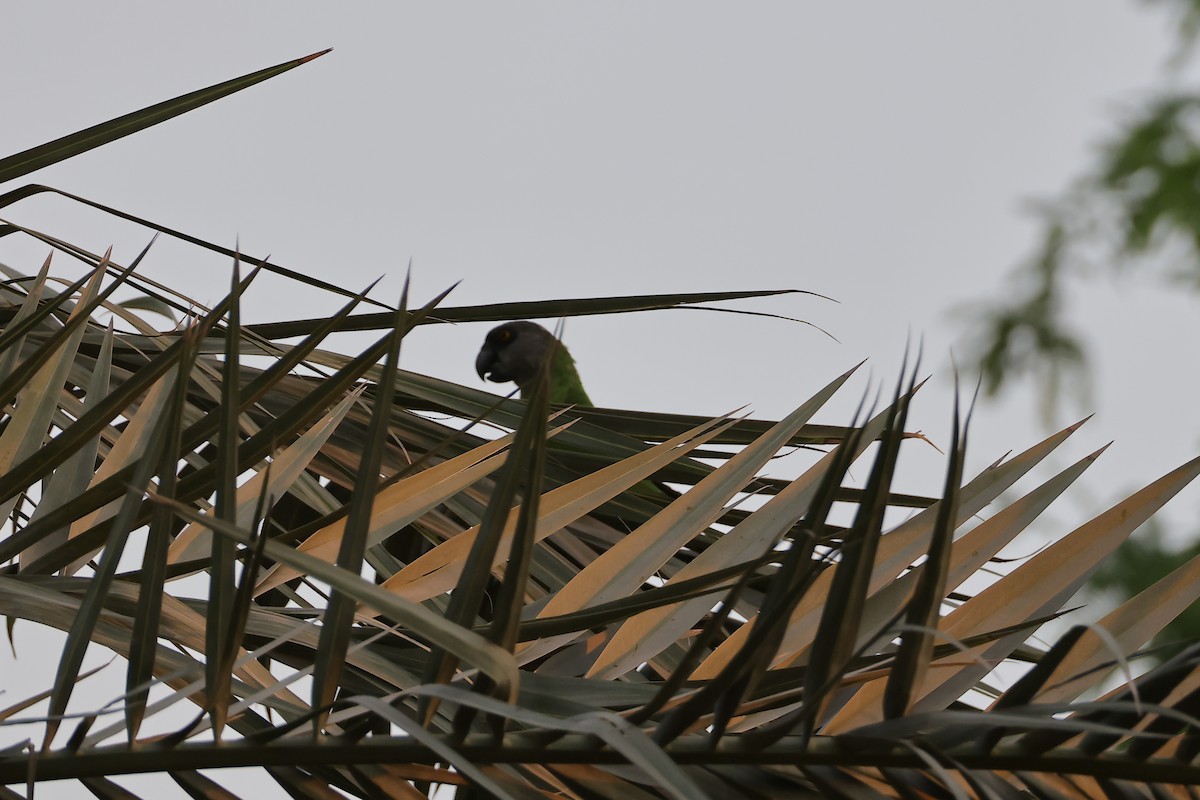 Senegal Parrot - ML623564976