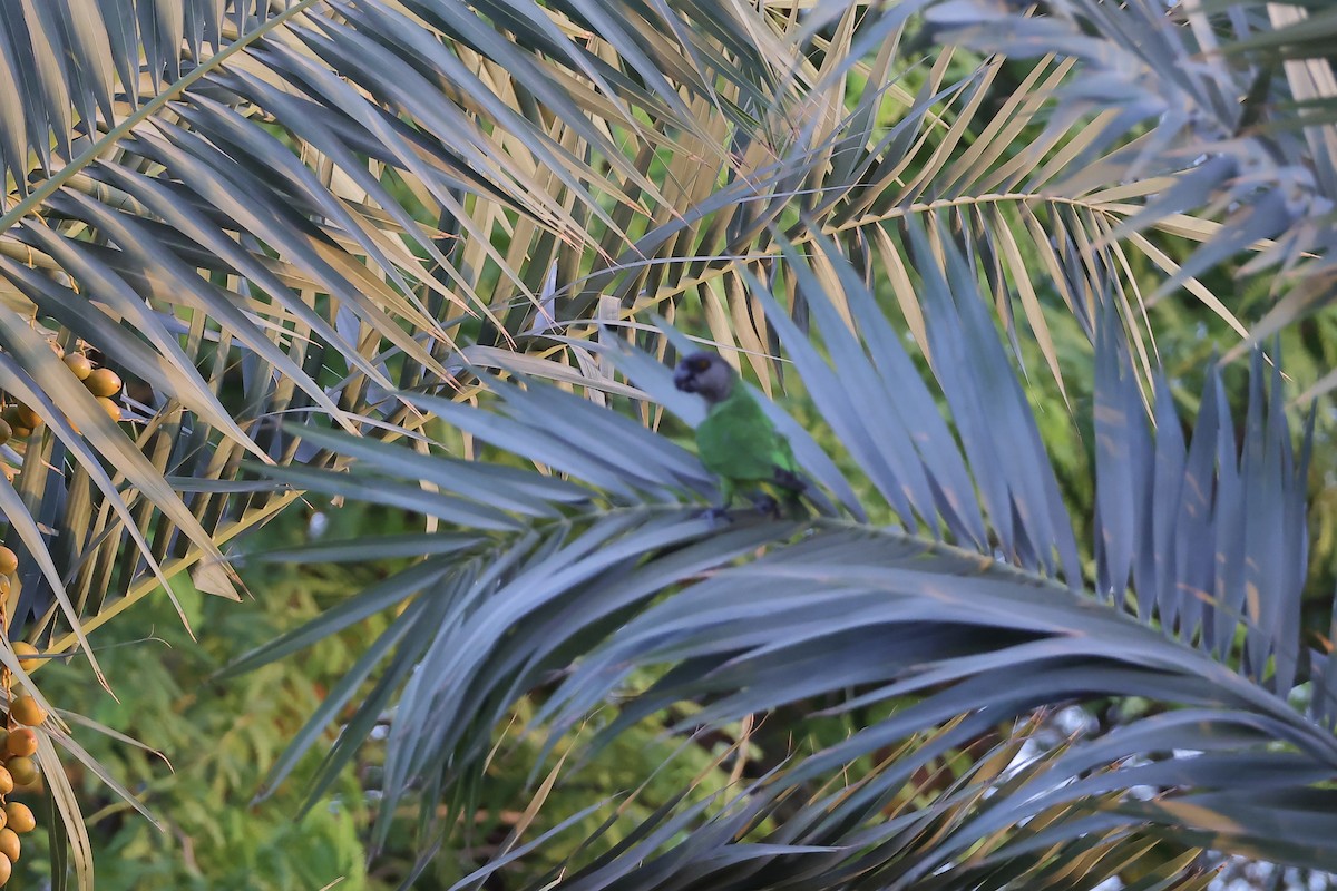 Senegal Parrot - ML623564977