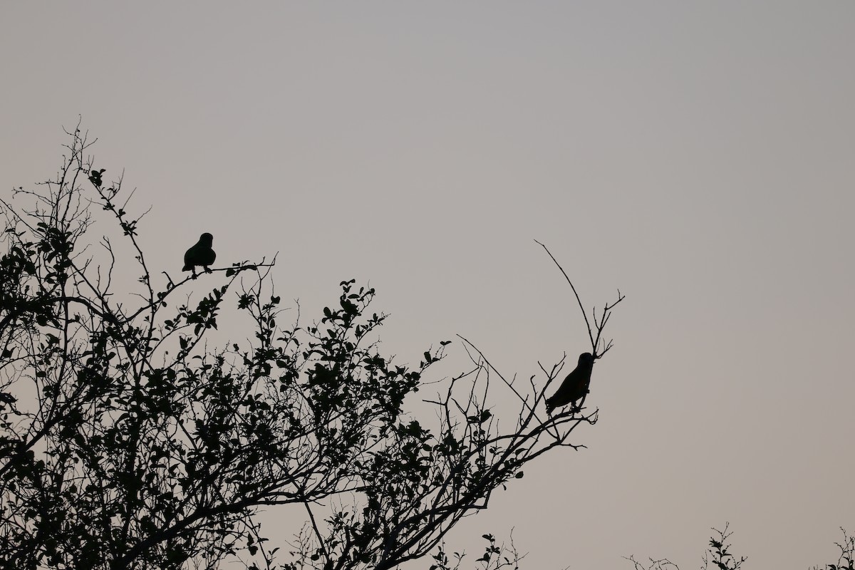 Senegal Parrot - ML623564978