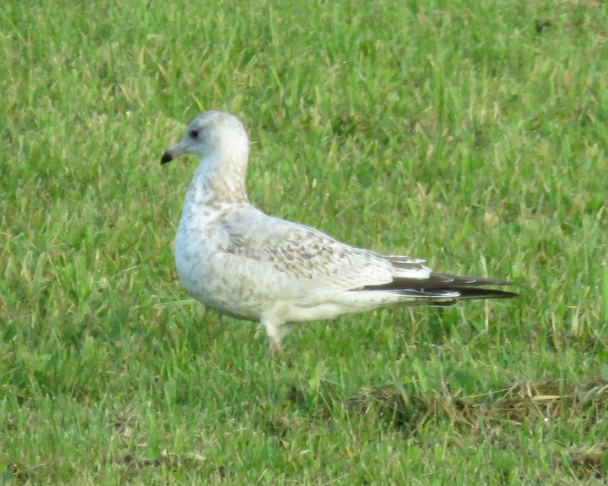 Ring-billed Gull - ML623564979