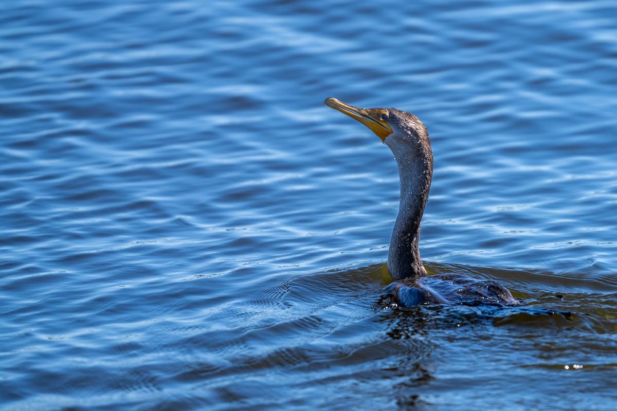 Cormoran à aigrettes - ML623564989