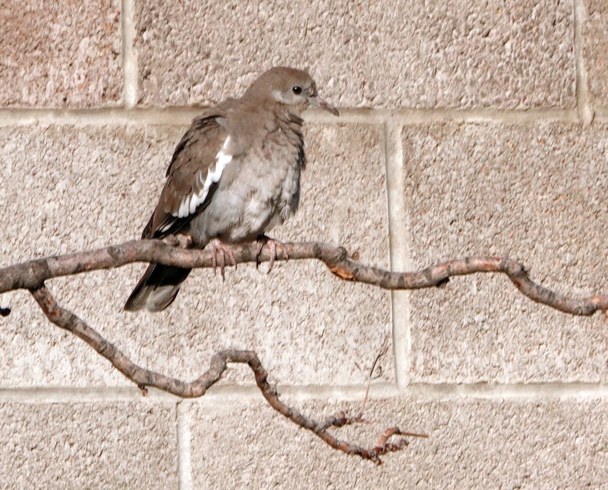 White-winged Dove - ML623565035