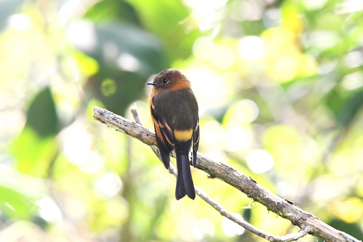 Cinnamon Flycatcher - ML623565045