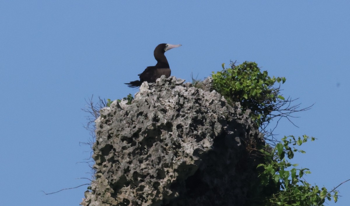 Brown Booby - ML623565059