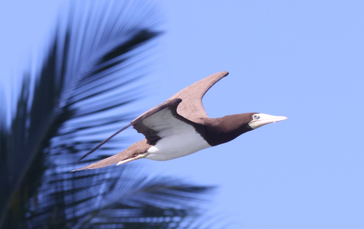 Brown Booby - ML623565061